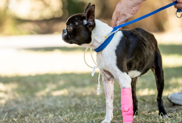 Boston Terrier Gracie rescued 